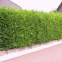 Cupressocyparis leylandii 'Castlewellan Gold' haag